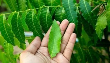 ত্বকের নানা সমস্যা দূর করতে ব্যবহার করতে পারেন নিমপাতা