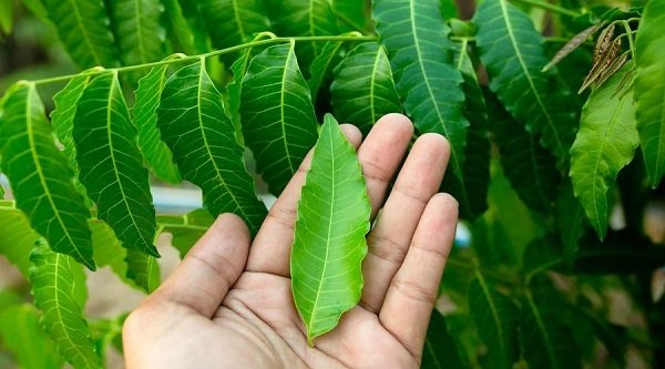 ত্বকের নানা সমস্যা দূর করতে ব্যবহার করতে পারেন নিমপাতা