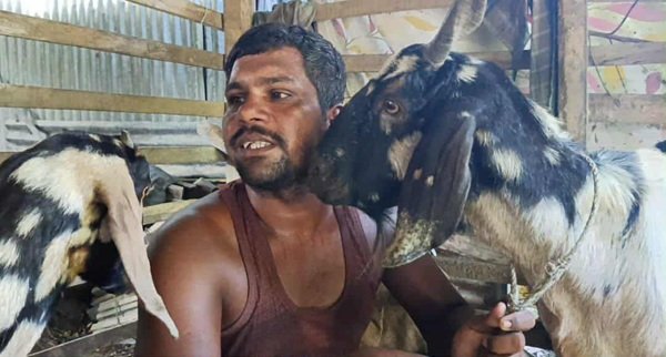 মাত্র পাঁচ হাজার টাকা বাচ্চা ছাগল থেকে দশ লক্ষাধিক টাকা আয়